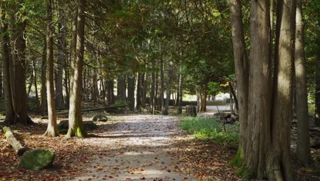 Walking-through-a-forest-trail-with-leaves-covering-the-path-on-a-sunny-day-in-Milton