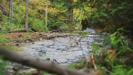A-small-creek-running-through-a-Milton,-Ontario-forest-in-fall