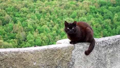 Cat-with-dark-fur-and-yellow-eyes-laying-on-a-low-wall-in-spoleto-