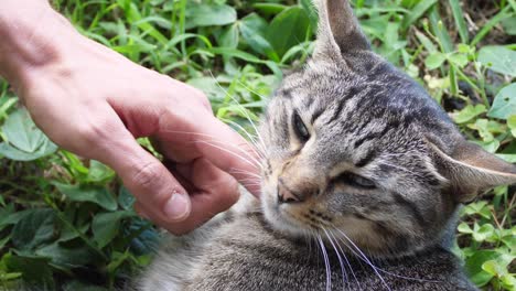 A-healthy-domestic-cat-laying-outside-having-his-head-scratched