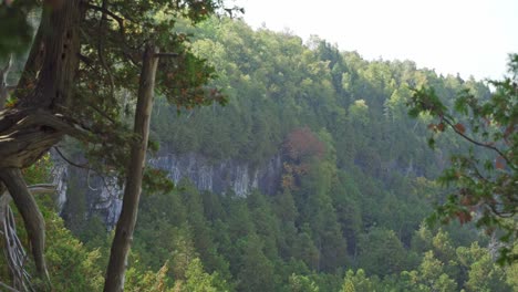 Trees-hanging-on-the-edge-of-a-cliff-in-Milton-revealing-a-rocky-forest-landscape