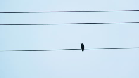 Dos-Cuervos-Posados-Sobre-Una-Línea-Eléctrica,-Uno-Se-Va-Volando,-Rompen-El-Concepto