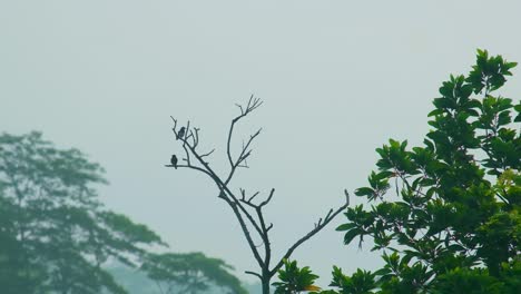 Grasmückenvögel-In-Silhouette-Sitzen-Auf-Kargen-Ästen-Im-Wald
