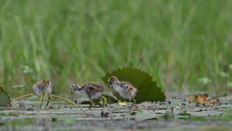 Chicks-of-Pheasant-tailed-Jacana-Feeding-inwetland
