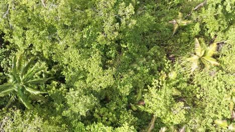 Drone-Capturando-Vegetación-Densa-Desde-Arriba-En-Un-Bosque