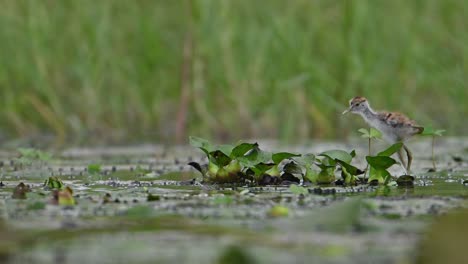 Pheasant-tailed-jacana-and-chick-in-rainy-day-in-wetland-area
