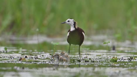 Pheasant-tailed-jacana-giving-danger-call-and-chicks-are-hiding-under-floating-leaf