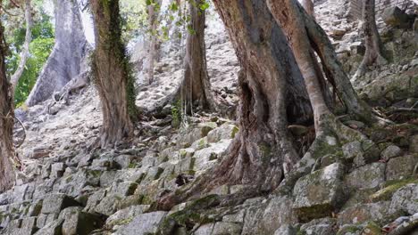 Trees-grow-out-of-jumble-of-stones-of-ancient-pyramid-at-Copan-Ruins