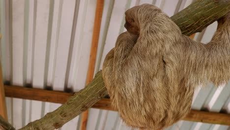 Adorable-3-toed-sloth-on-branch-at-nature-park-in-tropical-Honduras