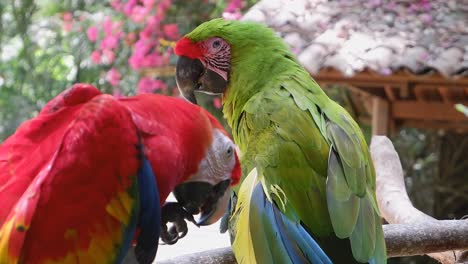 Colorful-green-and-red-Macaw-parrots-closeup-on-branch-in-Honduras