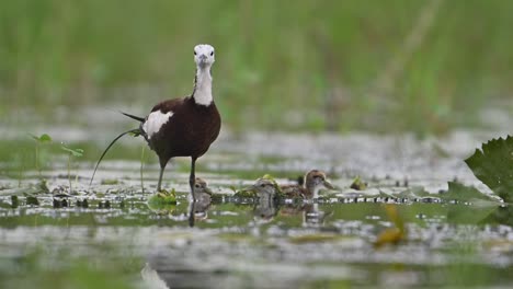 Pheasant-tailed-jacana-and-chick-in-rainy-day-in-wetland-area