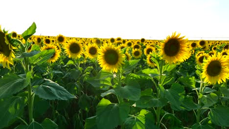 Yellow-sunflowers-blooming-during-golden-hour-sunset-in-summer