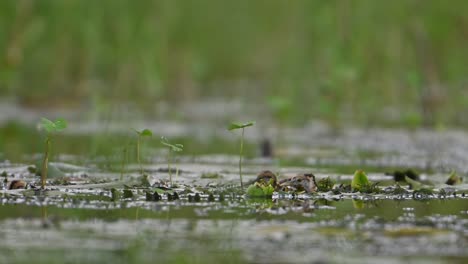Chicks-of-Pheasant-tailed-Jacana-hiding-herself-in-a-rainy-day-under-the-leaf-to-save-herself-being-hunted-by-Raptor