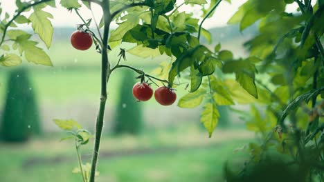 Reife-Rote-Tomaten-Auf-Baumrebe-Mit-Verschwommenem-Hintergrund