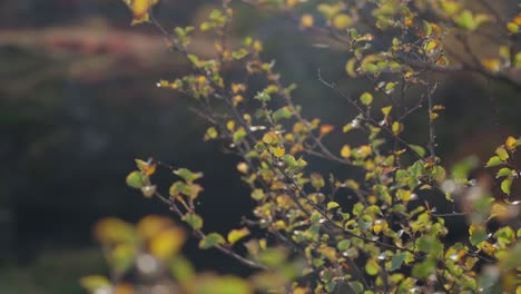 Alte-Spinnennetzstränge-Auf-Vergilbten-Blättern-Im-Herbstwind