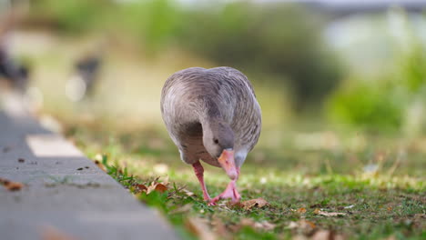 Greylag-Goose-Anser-Anser-Foraging-or-Searching-Food-in-Berlin-Public-Park-with-People-Walking-in-Backdrop---Tracking-close-up