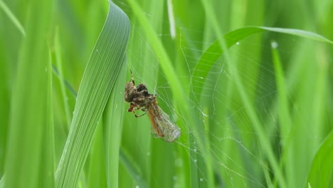 Araña-Comiendo-Libélula---Caza-Web---Verde