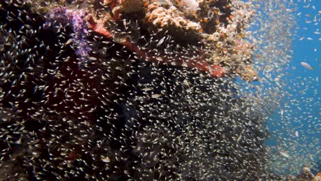 Große-Gruppe-Kleiner-Fische,-Die-Vor-Einem-Farbenfrohen-Korallenriff-In-4k-Schwimmen