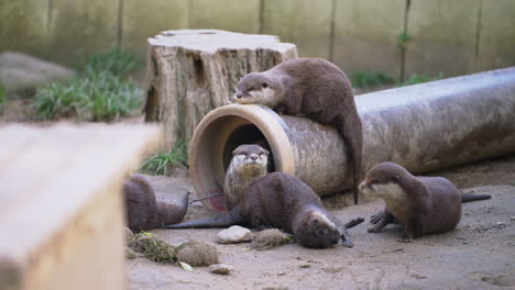 Group-of-Asian-or-Oriental-Small-clawed-Otter-playing-together,-curling,-rubbing-body,-lying-on-pipe