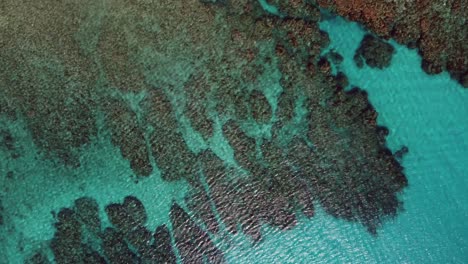 Aerial-view-of-healthy-coral-reefs-in-crystal-clear-Caribbean-water