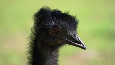 Emu-Bird-Back-Head-Close-up--Staring