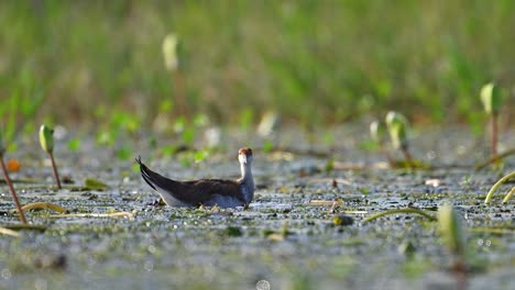Young-Pheasant-tailed-Jacana-Feeding-in-Water-lily-Pond
