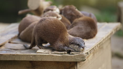 Group-of-Oriental-Small-clawed-Otters-Relaxing-on-Wooden-Box,-One-Otter-Scratch-Itchy-Body