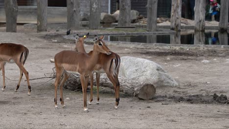 Impala-rooibok-Aepyceros-melampus-inside-European-zoo-with-visitors-seen-in-far-background