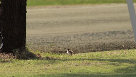 Baby-Chick-Masked-Lapwing-Plover-Bird-Walking-On-and-Pecking-Grass-By-Roadside