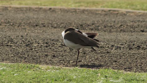 Masked-Lapwing-Plover-Grooming-Cleaning-Itself-Standing-On-One-Leg