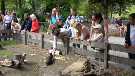 Niños-Pequeños-Y-Familias-De-Pie-Junto-A-La-Valla-Alimentando-Y-Abrazando-Conejos-Dentro-Del-Zoológico-De-Copenhague-En-Dinamarca