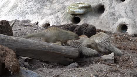 Group-of-banded-mongoose-mungos-mungo-crawling-around-and-digging-in-dirt-outside-their-shelters---Handheld