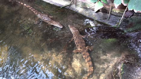Zwei-Junge-Westafrikanische-Krokodile-Liegen-Regungslos-Im-Flachen-Tropischen-Wasser