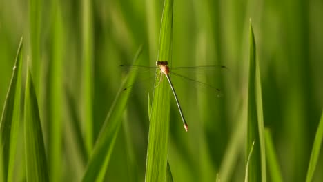 Dragonfly-relaxing---green-leaf-