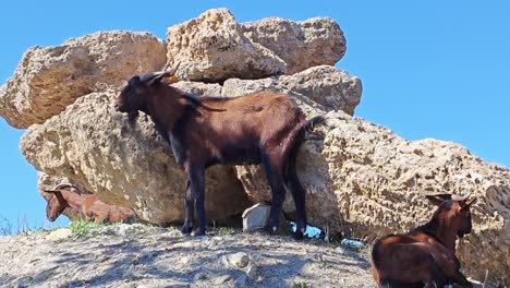 Mallorcan-male-goat-with-big-horns
