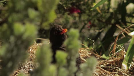 Blackbird-Sitting-Still-In-Nest-Moving-Head-Slowly