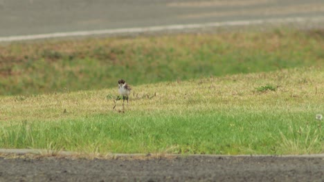 Baby-Chick-Masked-Lapwing-Plover-Bird-Walking-On-Grass-Front-Yard