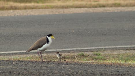 Masked-Lapwing-Plover-and-Baby-Chick-By-Road