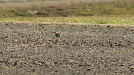 Masked-Lapwing-Plover-Baby-Chick-Walking-On-Gravel-Driveway-CLose-To-Road