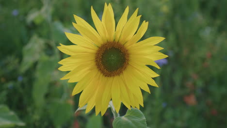 Centered-framed-medium-close-up-shot-of-a-sunflower-in-the-evening,-even-flat-lighting