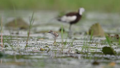Chicks-of-Pheasant-tailed-Jacana-Feeding-in-a-rainy-day-on-Floating-Leaf