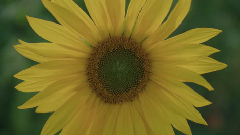 Centered-framed-close-up-shot-of-a-sunflower-in-the-evening,-even-flat-lighting