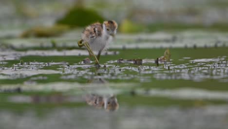 Chicks-of-Pheasant-tailed-jacana---Closeup-in-Morning-on-Floating-leaf-of-Water-lily