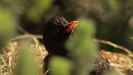 Blackbird-Sitting-Still-Sunning-Moving-Head-Slowly