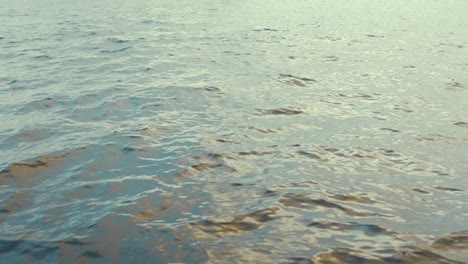 Un-Delfín-Mular-Emerge-Nadando-Junto-Al-Barco.