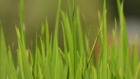 Reisgras---Grünes-Blatt