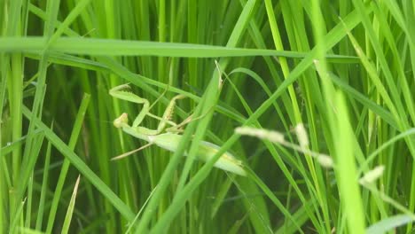 Praying-mantis-green-rice-grass---green---grass---Insect-