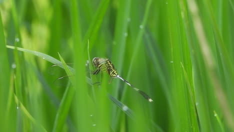 Tiger-Dragonfly-in-green-rice-grass-
