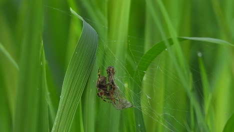 Spider-pry---Butterfly---rice-grass-.web