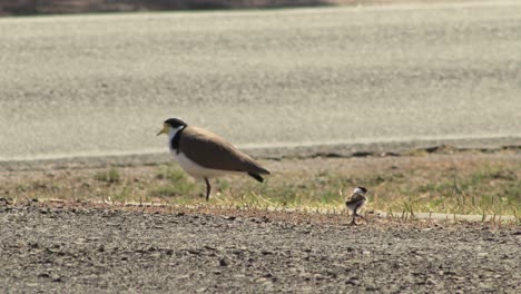 Masked-Lapwing-Plover-And-Baby-Chick-Next-To-Busy-Road